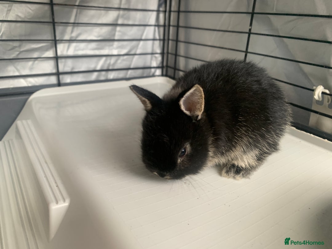 Netherland Dwarf rabbits for sale: Netherland Dwarf Bunnies - 6 left - Image 14