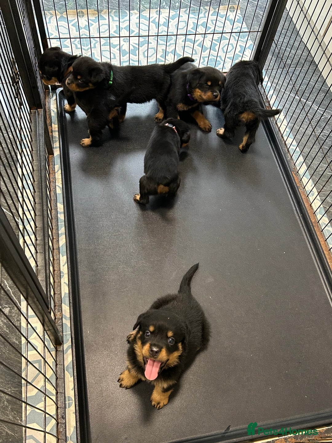 Rottweiler dogs for sale: Kc Registered Rottwiler Puppies  - Image 7