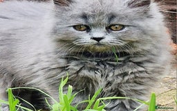 British Longhair cats for sale: Blue & Lilac Gorgeous British longhair kittens - Image 3