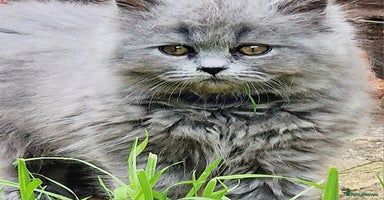 British Longhair cats - Advert 2
