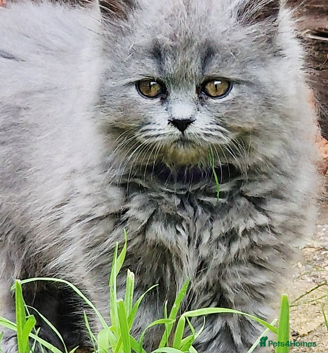 British Longhair cats for sale: Blue & Lilac Gorgeous British longhair kittens - Image 3