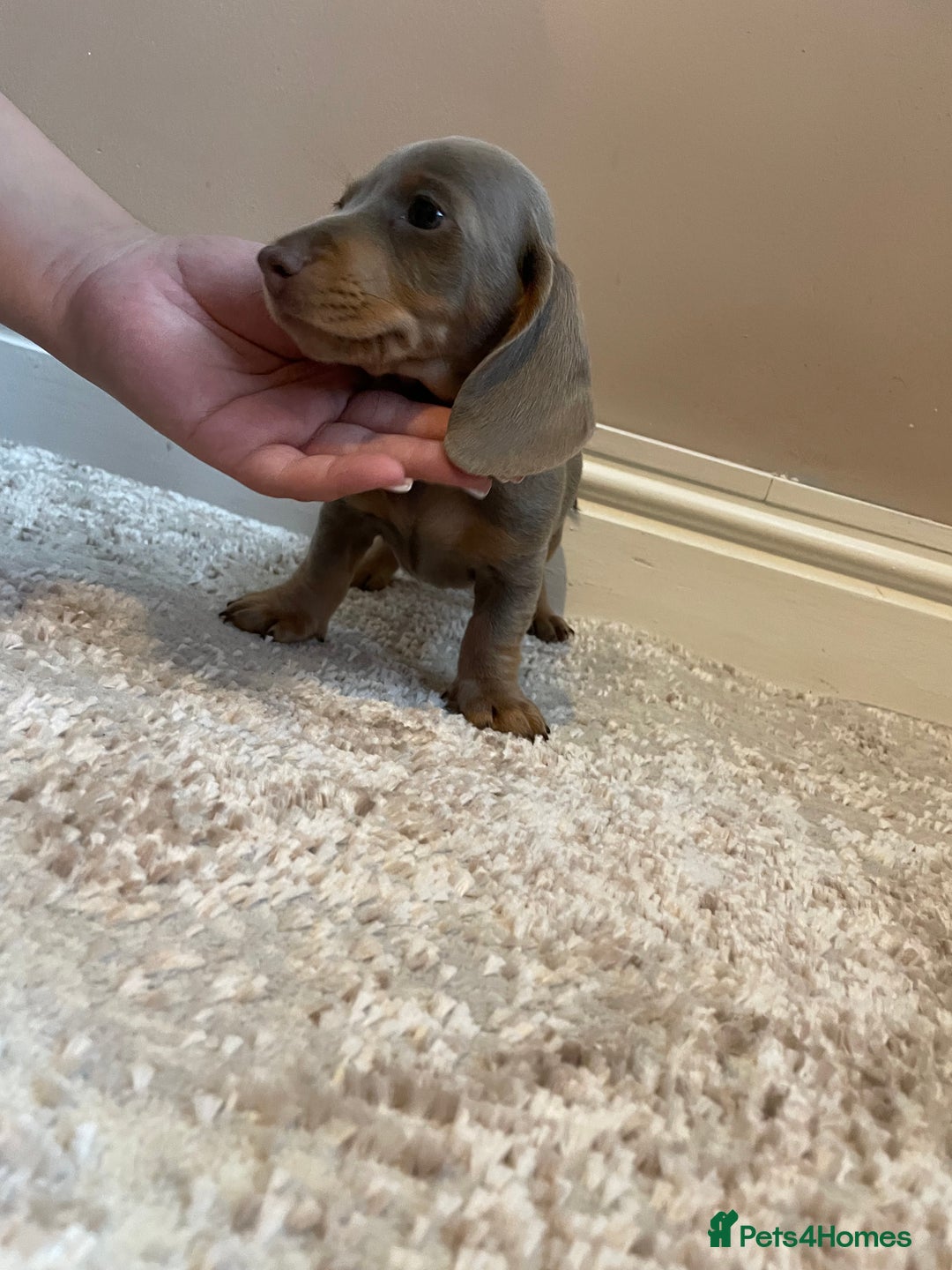Miniature Dachshund dogs for sale: KC Registered Miniature Dachshund - 2 Boys Left! - Image 6