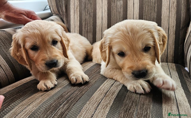Golden Retriever dogs - Advert 2