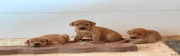 Labrador Retriever dogs for sale: Labrador Retriever puppies - Advert 15
