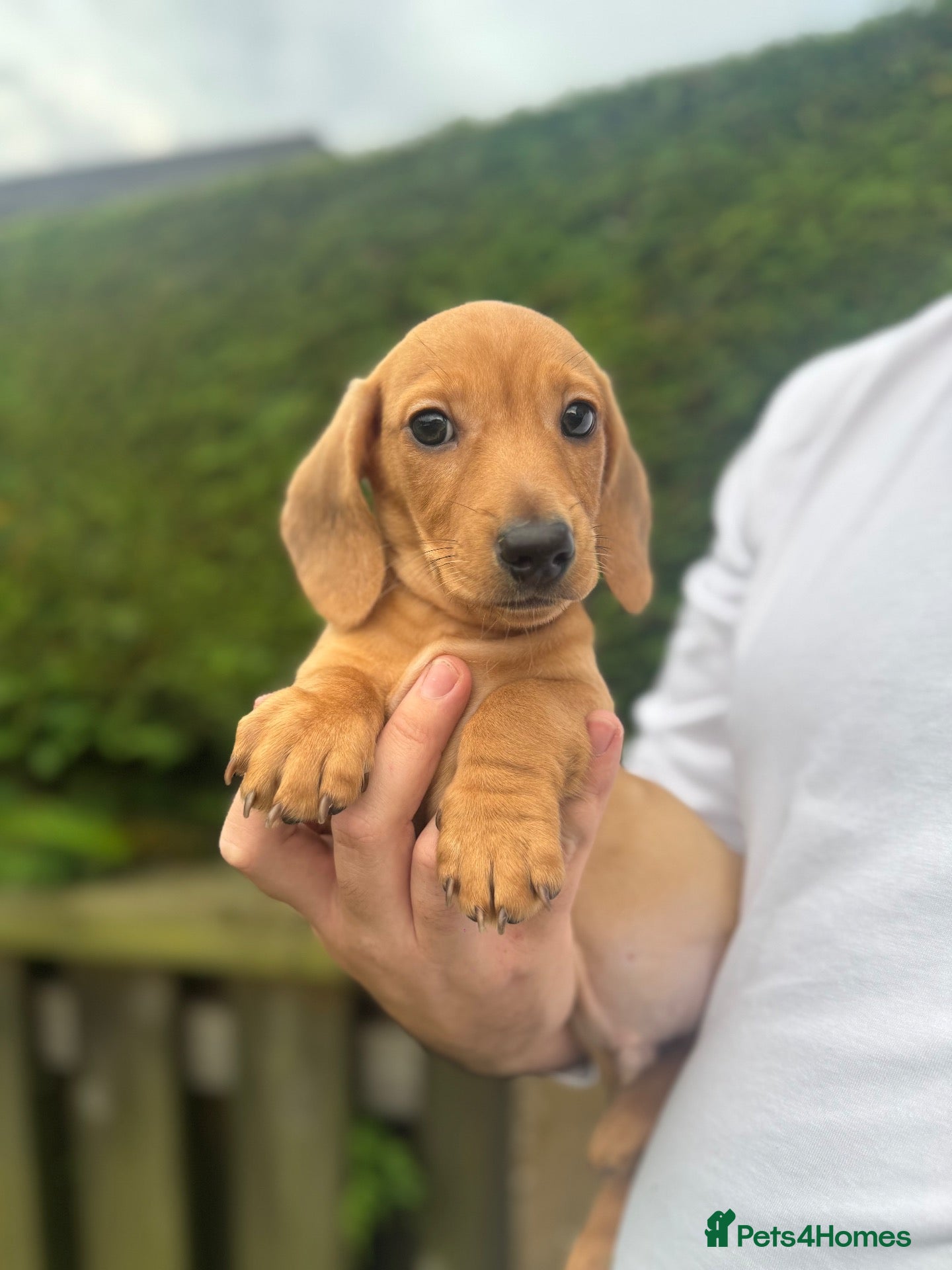 Miniature Dachshund dogs 🤍2 Gorgeous Creamy Puppies🤍 - Advert 1