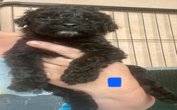Portuguese Water Dog dogs for sale: Portuguese Water Dog Puppies For Sale - Image 8