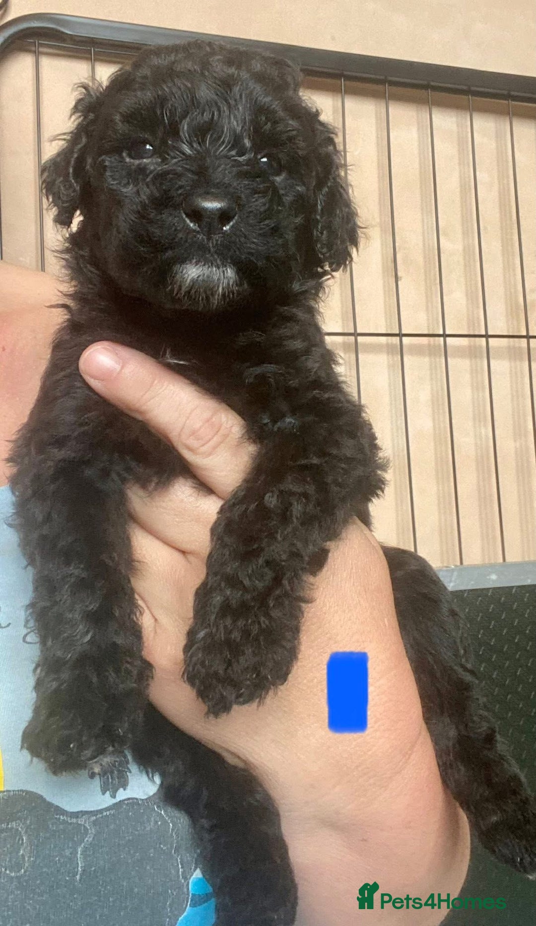 Portuguese Water Dog dogs for sale: Portuguese Water Dog Puppies For Sale - Image 8