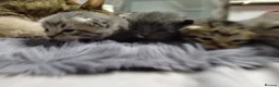 Mixed Breed cats for sale: Mixed tabby kittens 5 for sale . in Corby - Advert 8