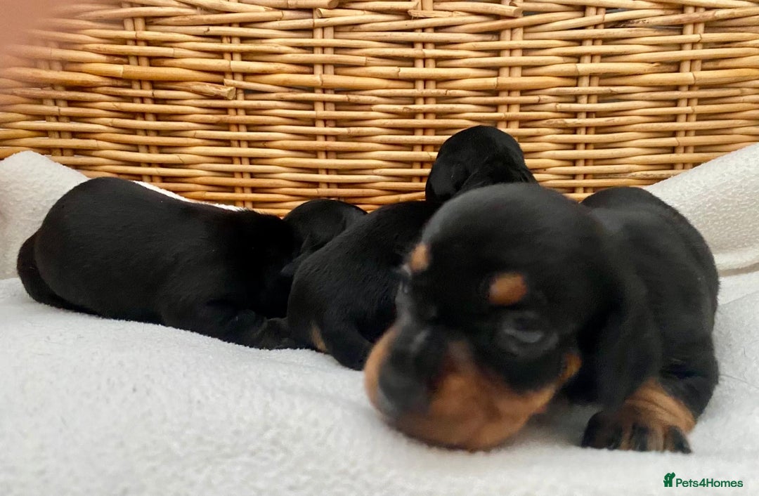 Dachshund dogs for sale: Sausage dachshund puppies  - Image 3