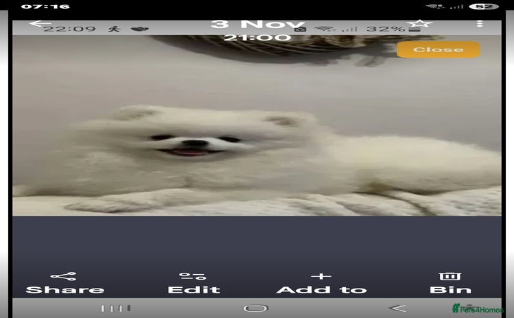 Pomeranian dogs - Advert 1