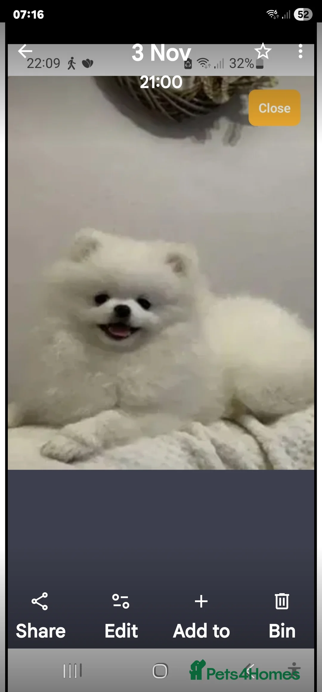 Pomeranian dogs for stud: Provern stud only  - Advert 1