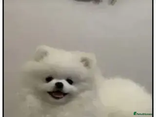 Pomeranian dogs Provern stud only - Advert 16