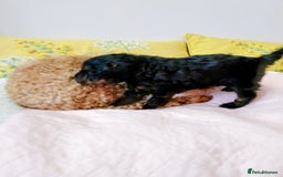 Toy Poodle dogs for sale: Toy poodle boy - Advert 9