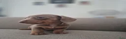 Miniature Dachshund dogs for sale: Miniature dashaund  - Advert 9