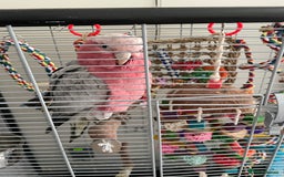 Cockatoo birds for sale: Galah cockatoo - Image 3