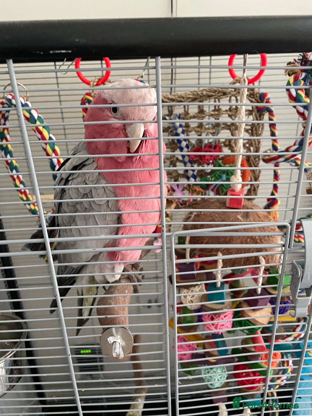 Cockatoo birds for sale: Galah cockatoo - Image 3