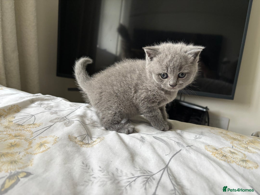 British Shorthair cats for sale: Chunky Lilac & blue bsh kittens  - Image 12