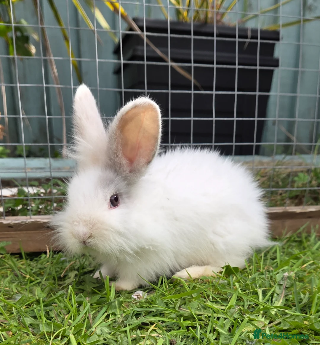 Mixed Breed rabbits for sale: Female bunnie  - Advert 6