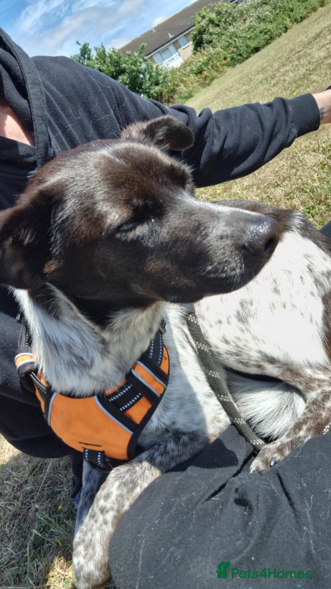Mixed Breed dogs for sale: naomi - Image 2
