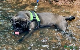 Pug dogs for stud: ❤️ DUD THE STUD💋 - Image 3