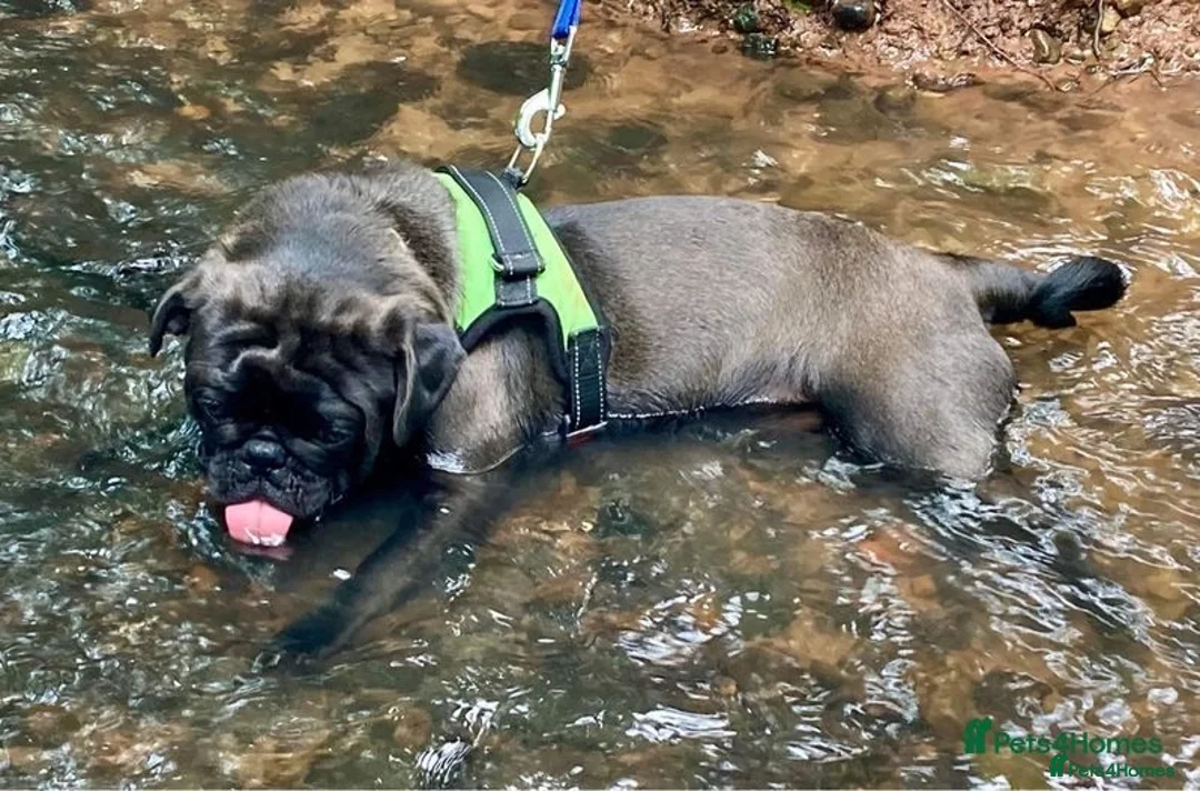 Pug dogs for stud: ❤️ DUD THE STUD💋 - Image 3