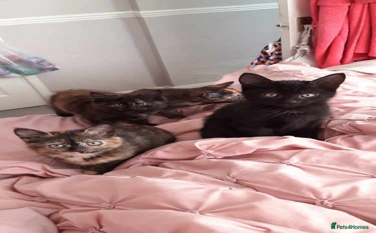 Mixed Breed cats - Advert 13