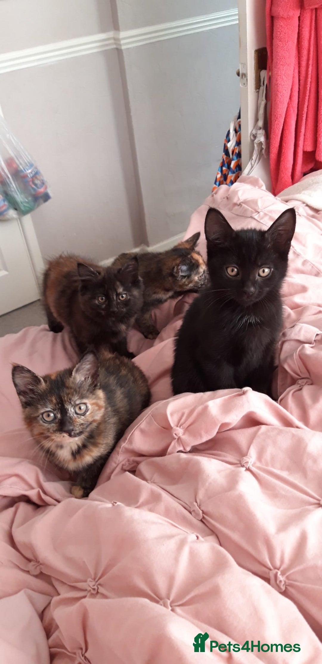 Mixed Breed cats for sale: Kitten  - Image 1