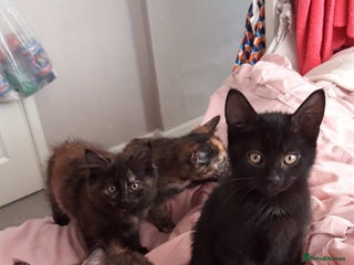 Mixed Breed cats - Advert 7