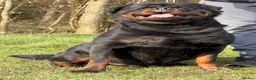Rottweiler dogs for sale: Top quality kc reg Rottweiler pups german/serbian - Advert 21