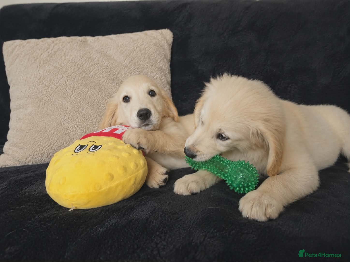 Golden Retriever dogs Golden retriever - Advert 14