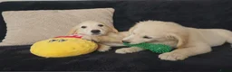 Golden Retriever dogs for sale: Golden retriever - Advert 1