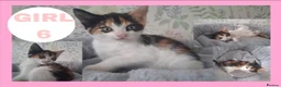 Mixed Breed cats for sale: Calico kittens for sale - Advert 8