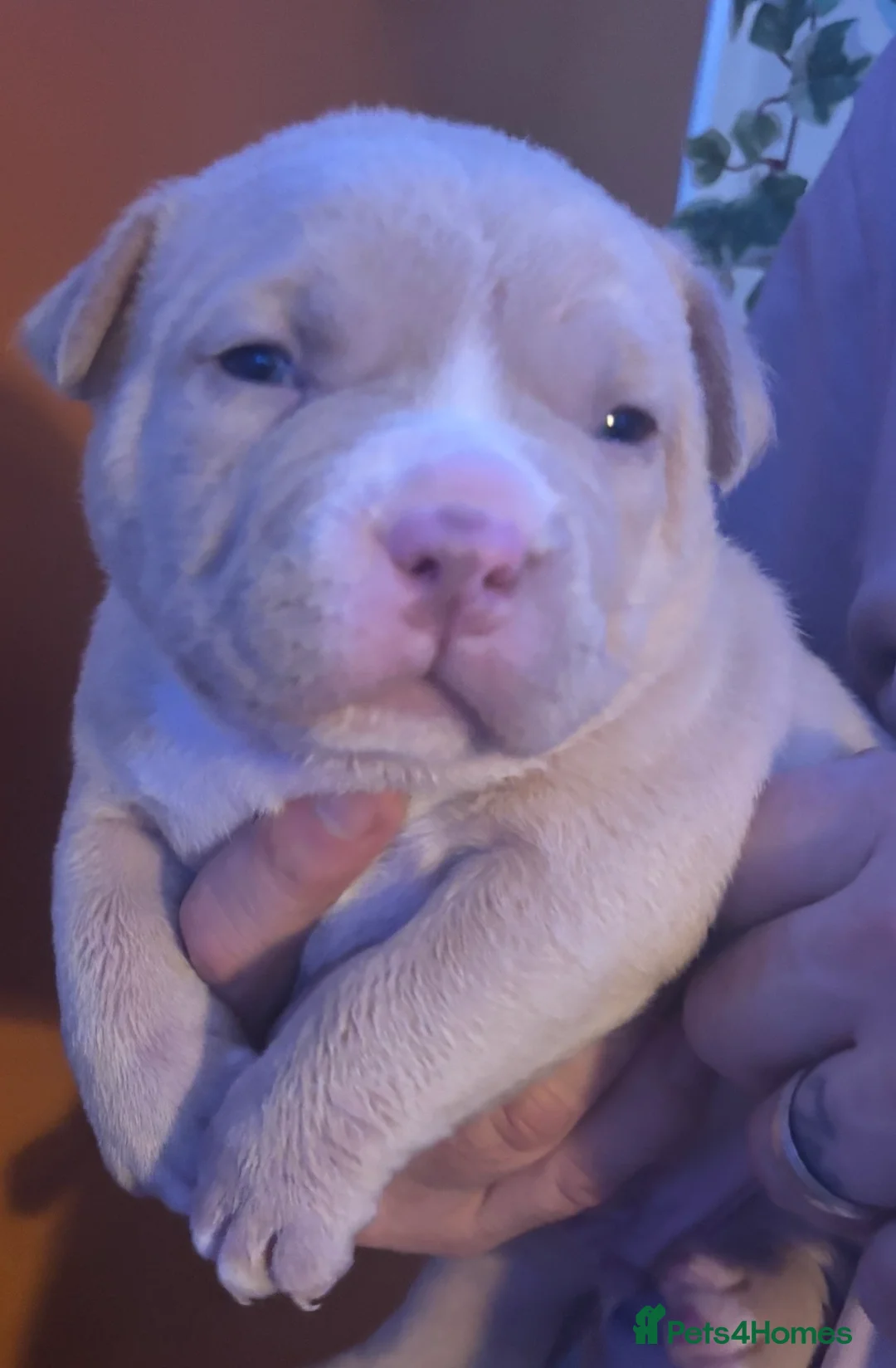 American Bully dogs for sale: Pocket Bully puppies  - Advert 12