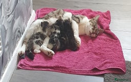 Mixed Breed cats for sale: 4 Gorgeous bengal cross kittens.  - Image 1