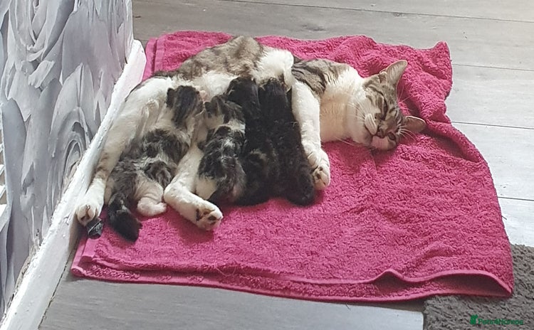 Mixed Breed cats - Advert 3