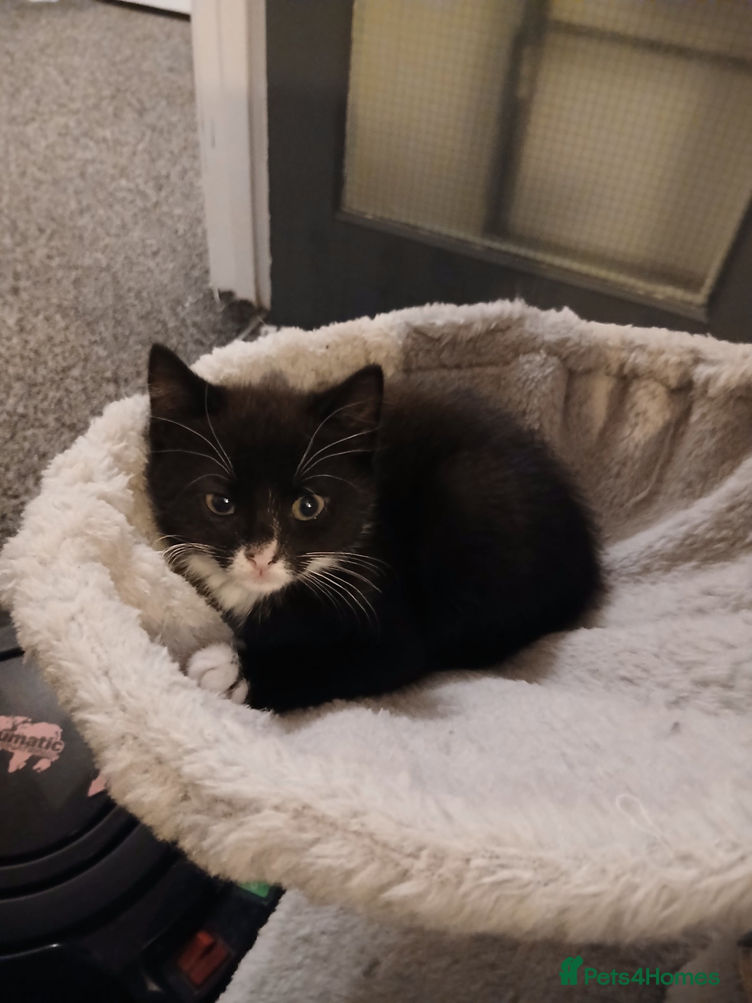 Mixed Breed cats Lush playful kitten - Advert 1