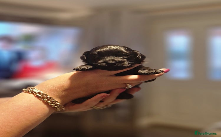 Maltipoo dogs Korean F1 Health tested Maltipoo puppies  - Advert 4