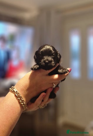 Maltipoo dogs Korean F1 Health tested Maltipoo puppies - Advert 4