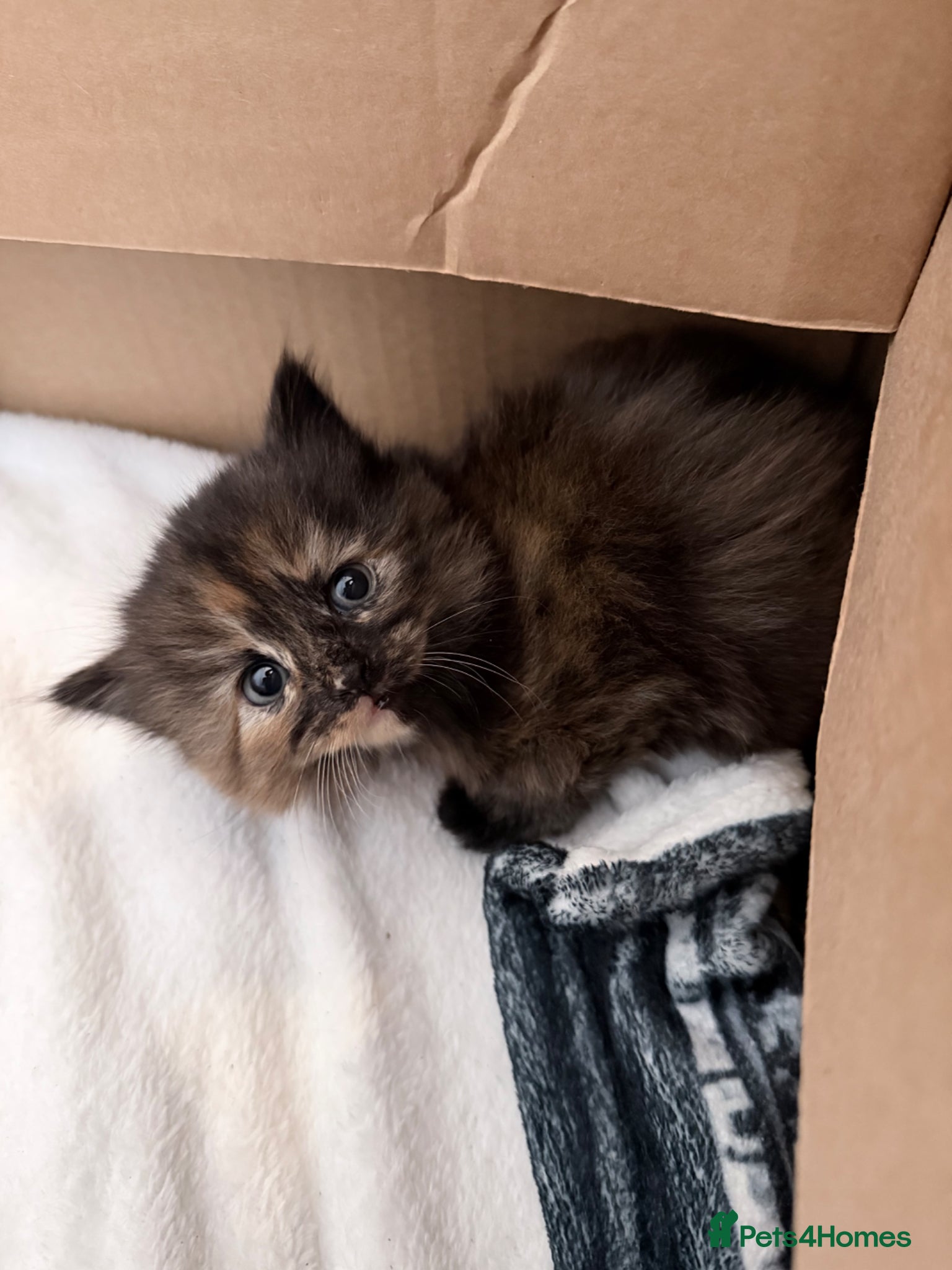 Maine Coon cats Absolutely stunning mainecoon kittens 🥰🤍 - Advert 2