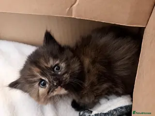 Maine Coon cats Absolutely stunning mainecoon kittens 🥰🤍 - Advert 7