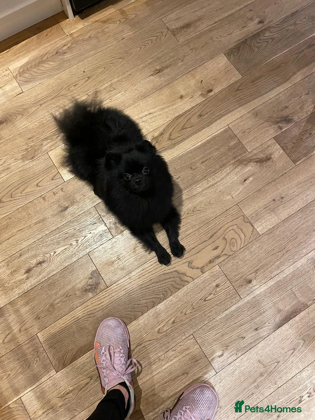 Pomeranian dogs for sale: Pominarian  - Advert 8