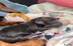 Miniature Dachshund dogs for sale: Stunning miniature dachshund puppies  - Image 12