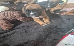 Boxer dogs for sale: Kc Boxer Puppies - Image 11