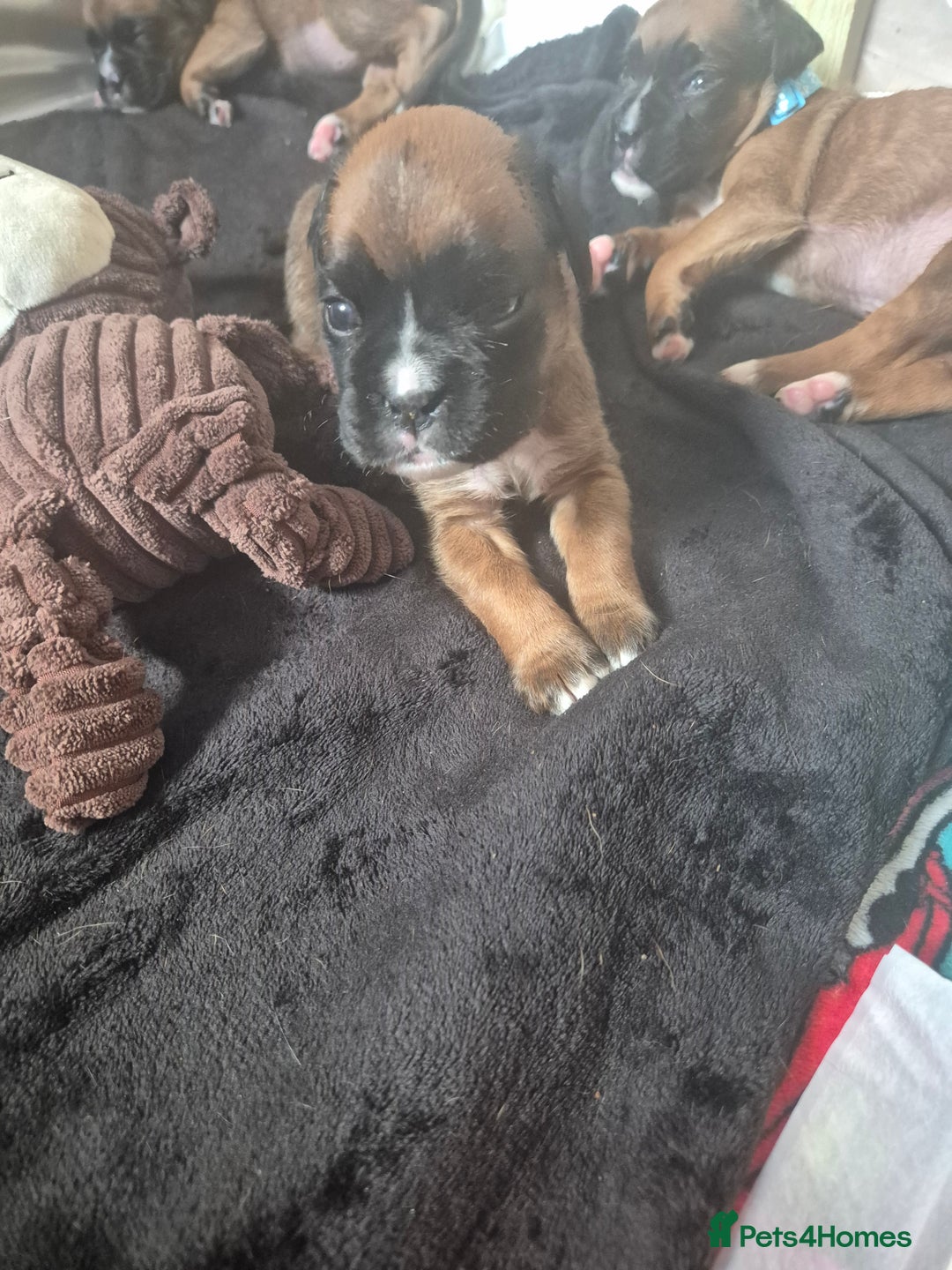 Boxer dogs for sale: Kc Boxer Puppies - Image 11