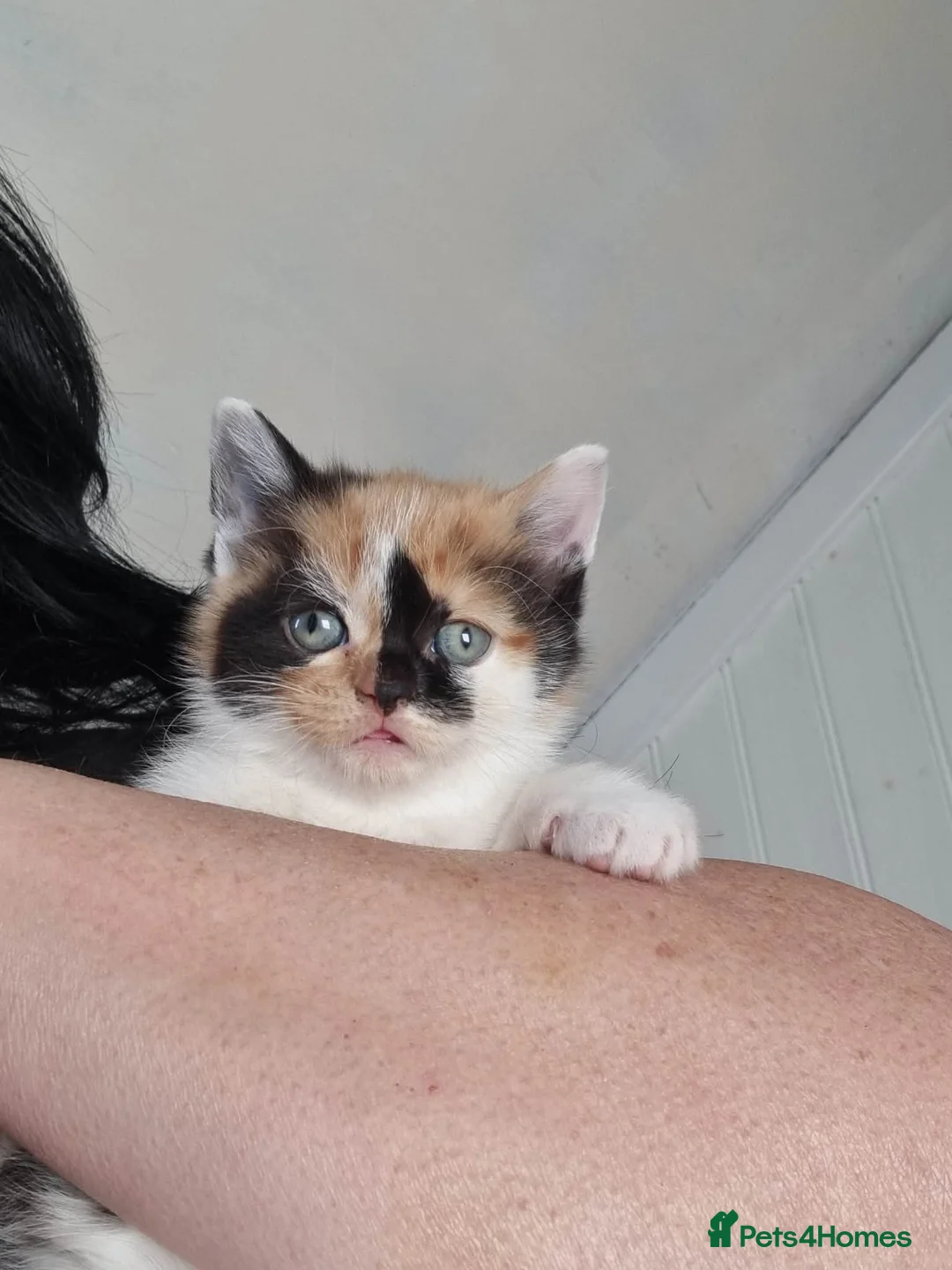 Domestic Shorthair cats for sale: Two beautiful kittens  - Advert 6