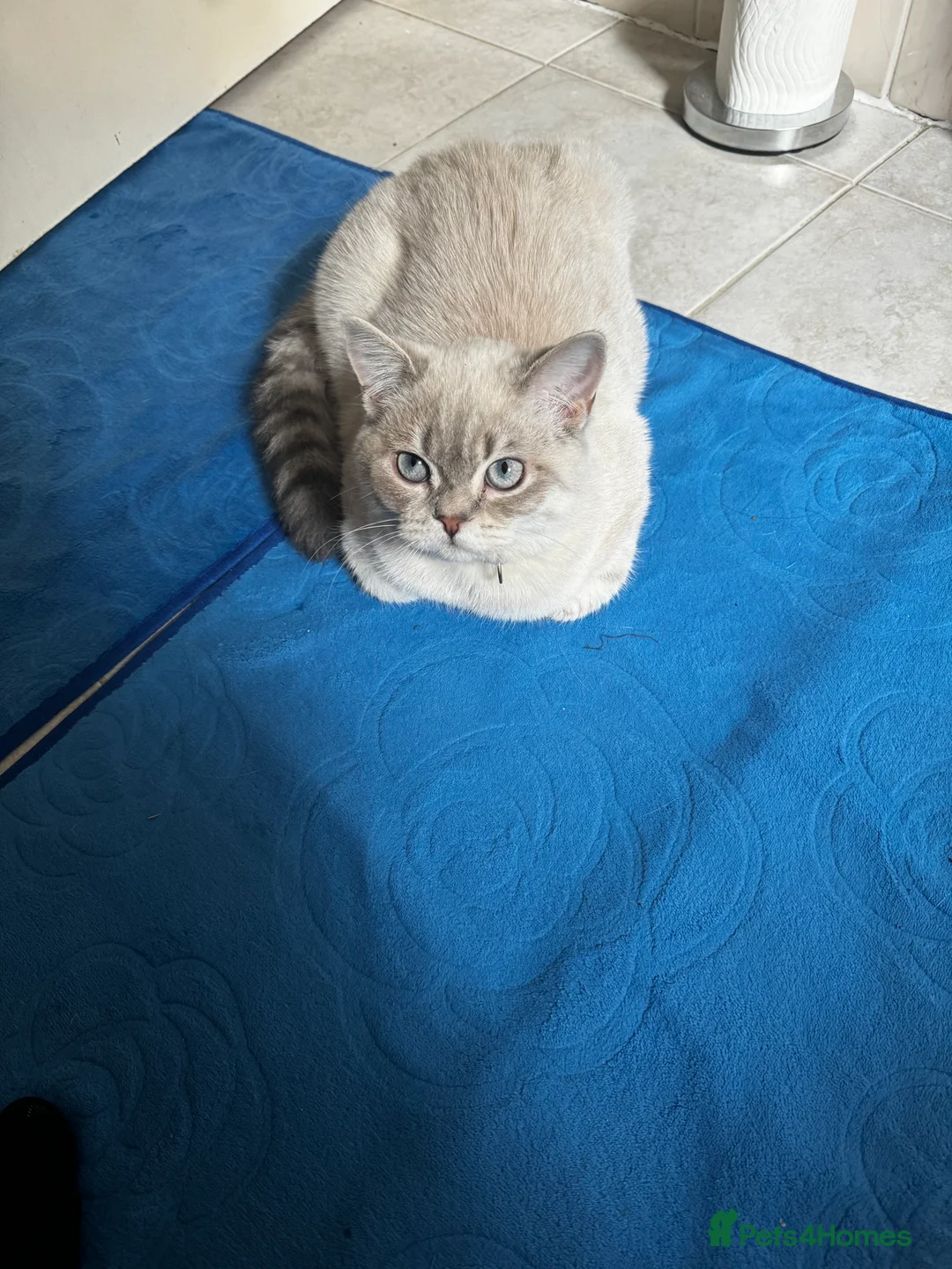 Scottish Fold cats for stud: Lovely Scottish Straight boy for stud in Milton Keynes - Advert 14