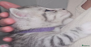British Shorthair cats - Advert 16