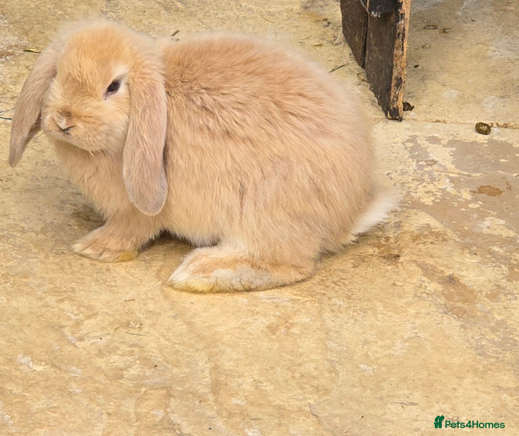 Continental Giant rabbits French Lops & Mini Lops  - Advert 1