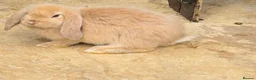 Continental Giant rabbits for sale: French Lops & Mini Lops  - Advert 1
