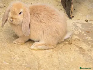 Continental Giant rabbits for sale: French Lops & Mini Lops - Advert 2